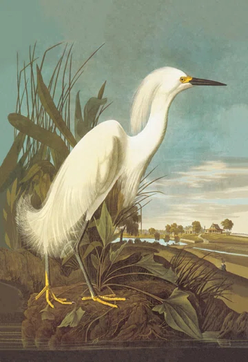 Buyenlarge Snowy Egret by John James Audubon Graphic Art on Wrapped Canvas