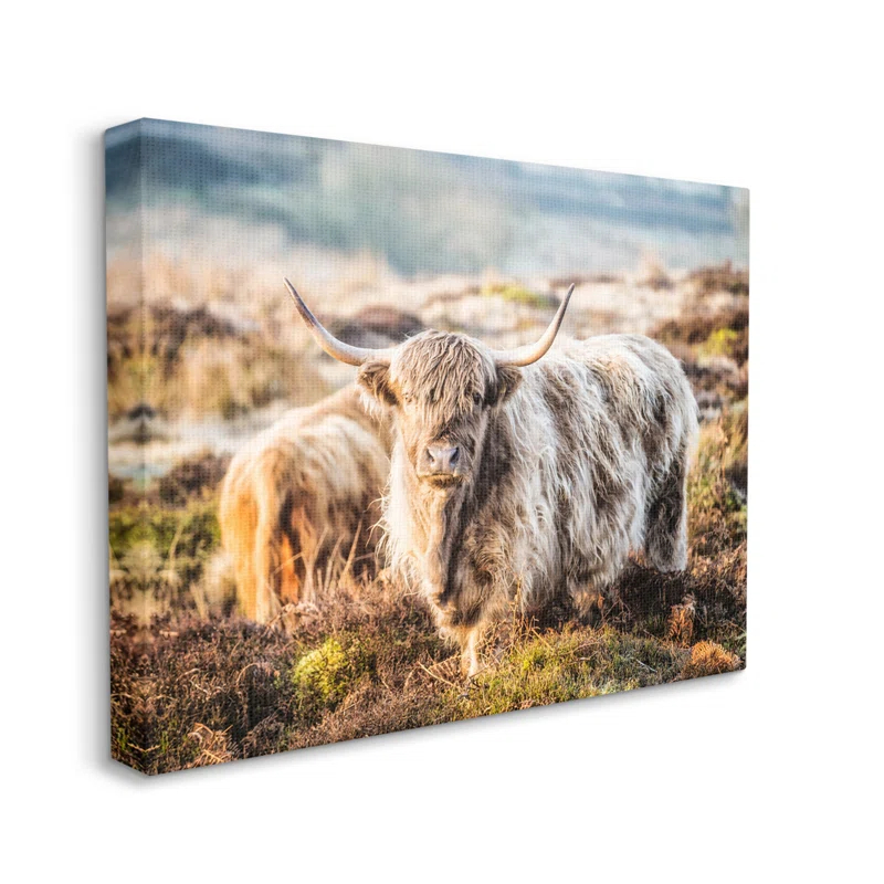 Stupell Industries " Pleasant Highland Cattle Grazing Mossy Pasture At Dawn " by James Dobson
