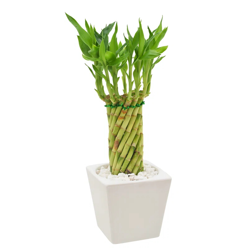 Arcadia Garden Products Arcadia Garden Products Carolina Live Bamboo Plant in Ceramic Planter
