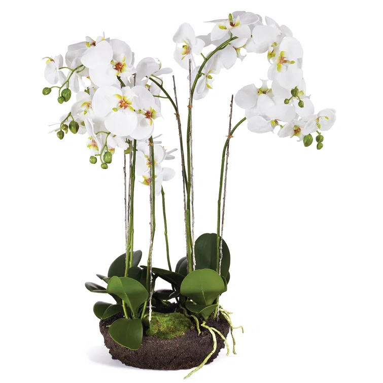 Elegant White Faux Orchid in Root Ball, 31"