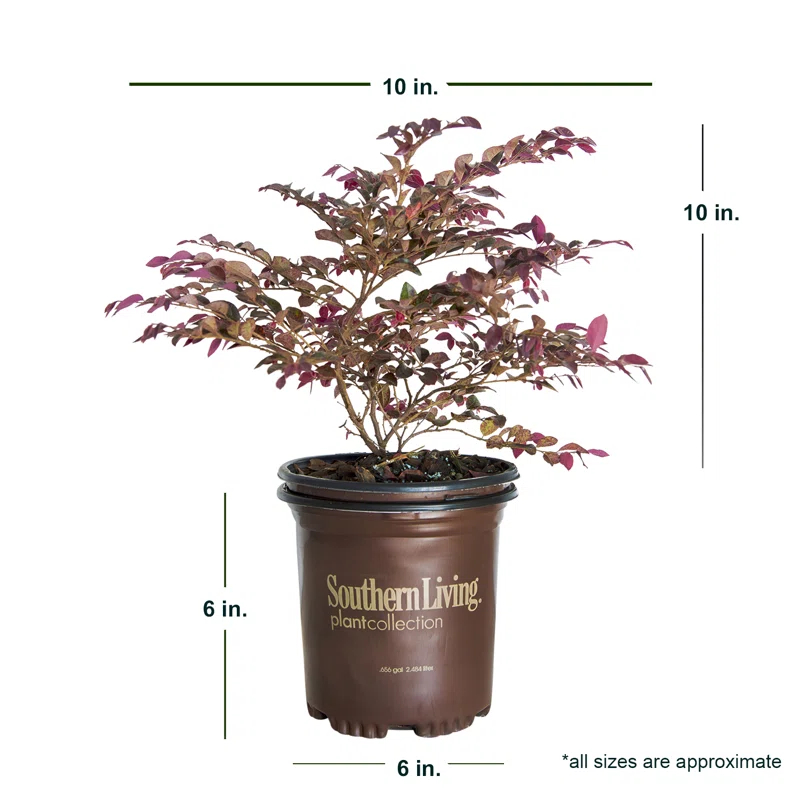 Southern Living Plant Collection 2.5 Qt. Purple Daydream Dwarf Loropetalum - Flowering Evergreen Shrub with Purple Foliage
