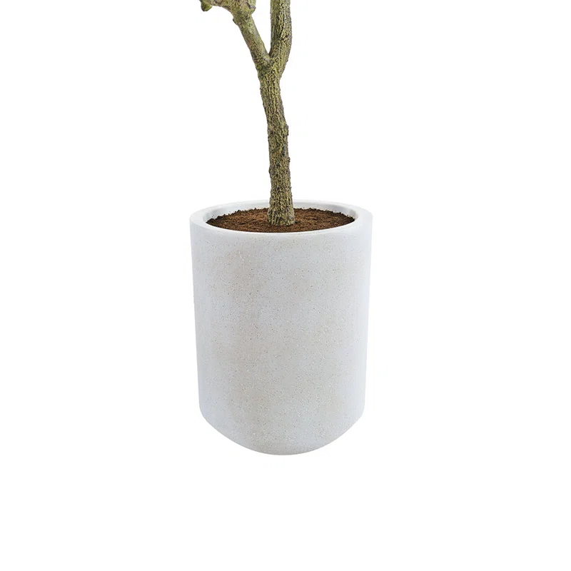 CG Hunter 7FT Olive Tree KD