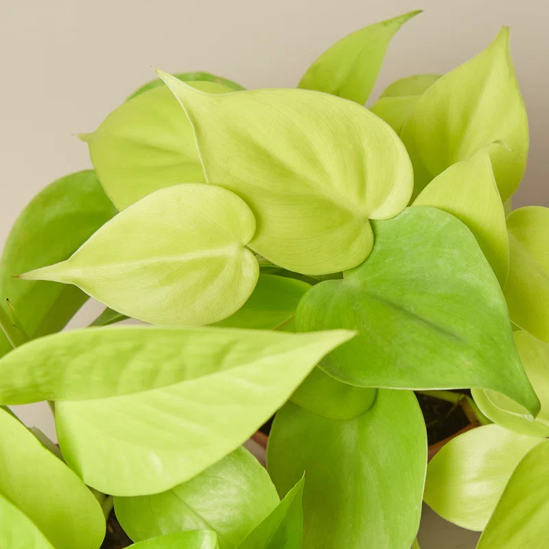 House Plant Shop House Plant Shop Live Foliage Plant