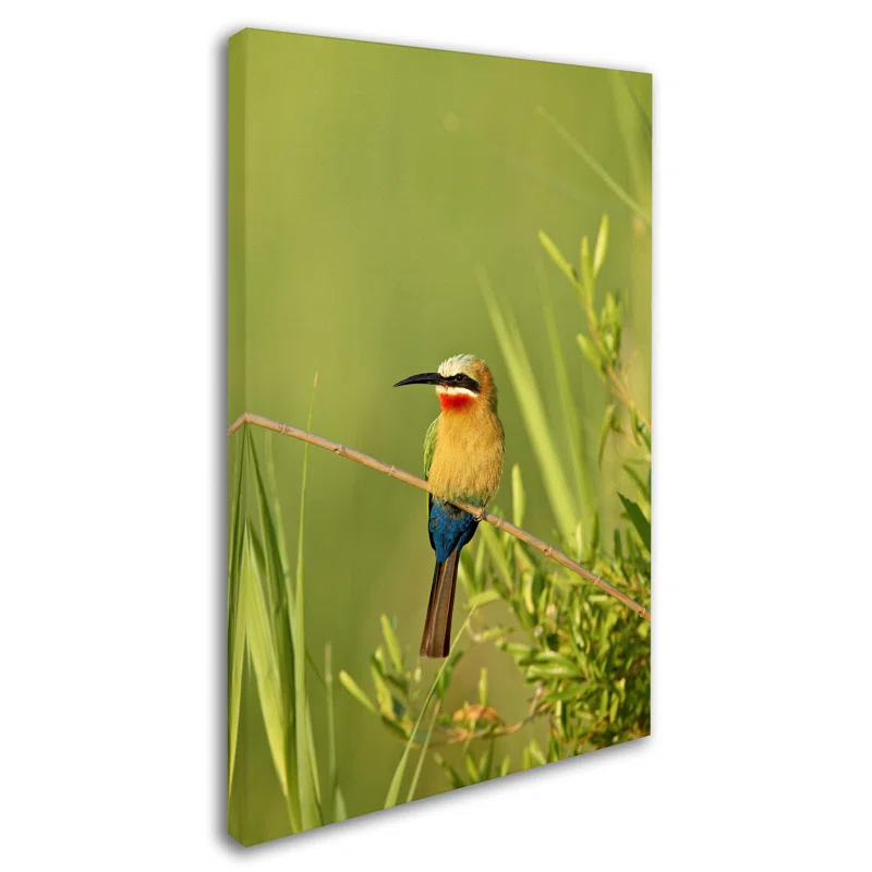Trademark Fine Art Robert Harding Picture Library " Colorful Birds " by Robert Harding Picture Library