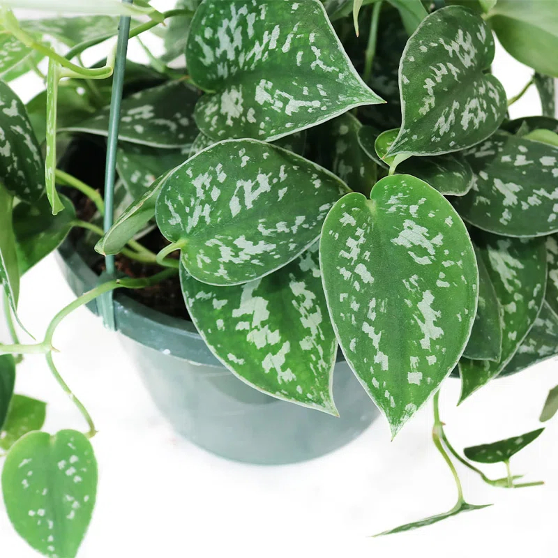 American Plant Exchange American Plant Exchange Silver Satin Pothos Hanging Basket, 8-Inch Pot, Exotic Live Plant, Vining Houseplant Perfect to Hang on Any Hook!