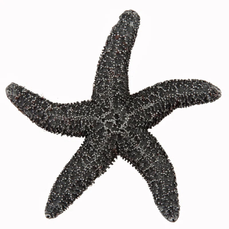 Acorn Natural Starfish Cabinet Knob