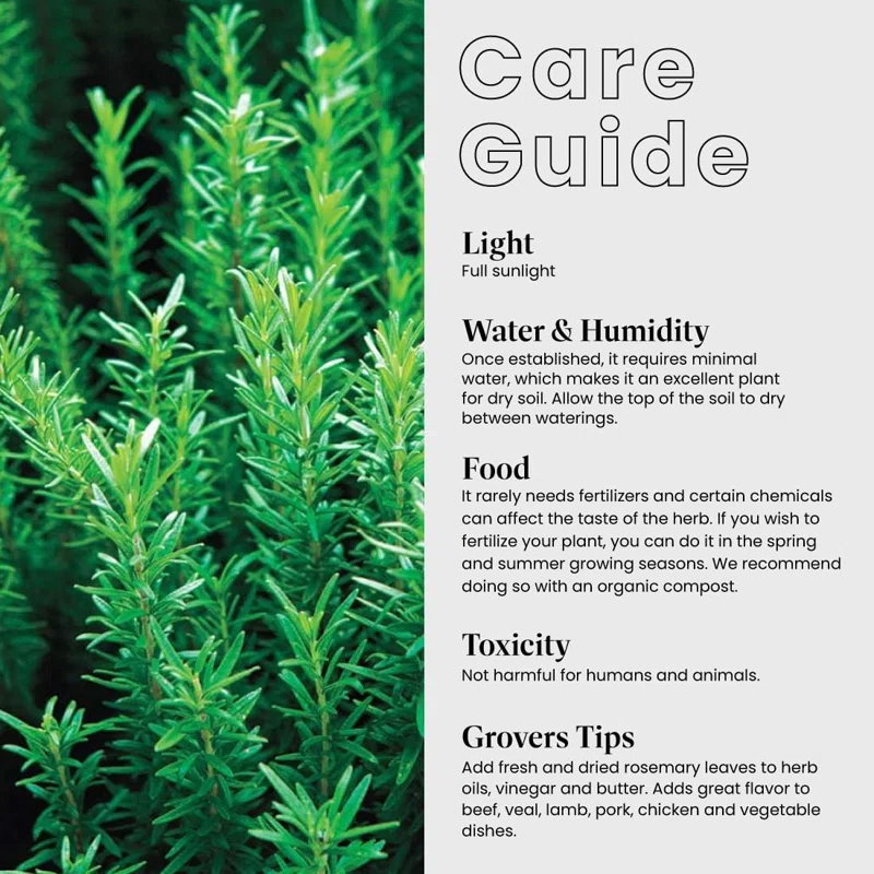 American Plant Exchange American Plant Exchange Rosemary Tuscan Blue, 6-Inch Pot , Live Fragrant Houseplant, Aeromatic Cooking Spice for Home and Garden