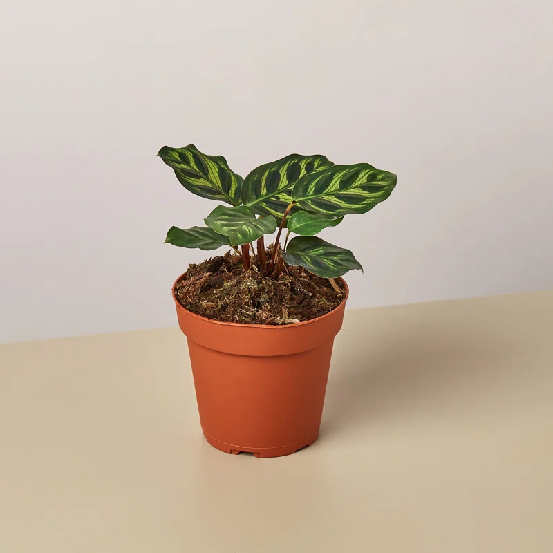 House Plant Shop House Plant Shop Live Foliage Plant
