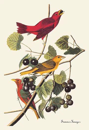 Buyenlarge Summer Tanager by John James Audubon Painting Print