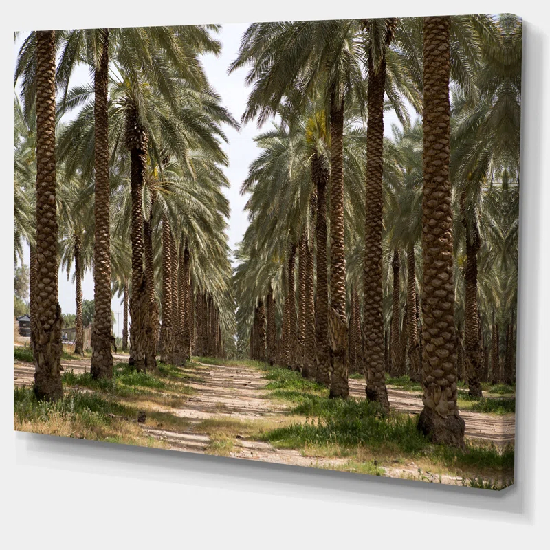 Design Art " Date Palm Plantation Photography "