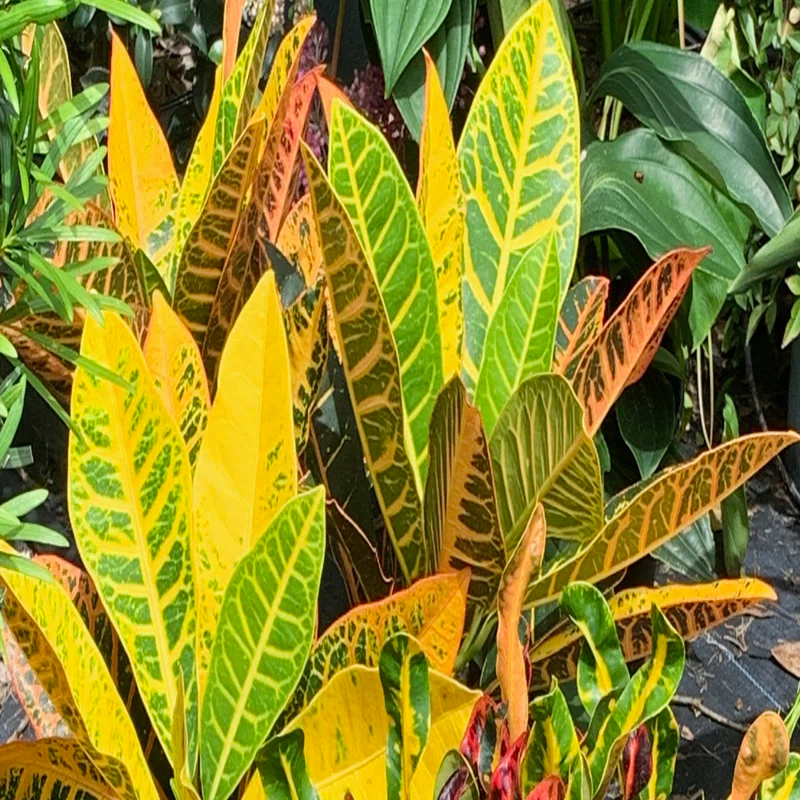 OnlinePlantCenter Live Foliage Plant in Pot