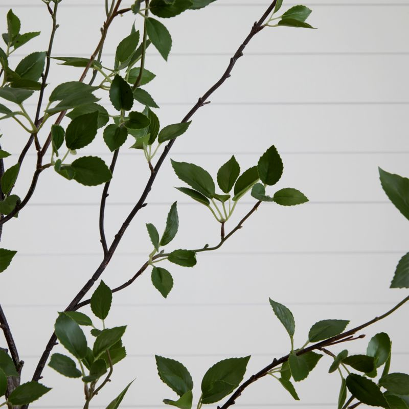 Faux Minimalist Citrus Tree 5'