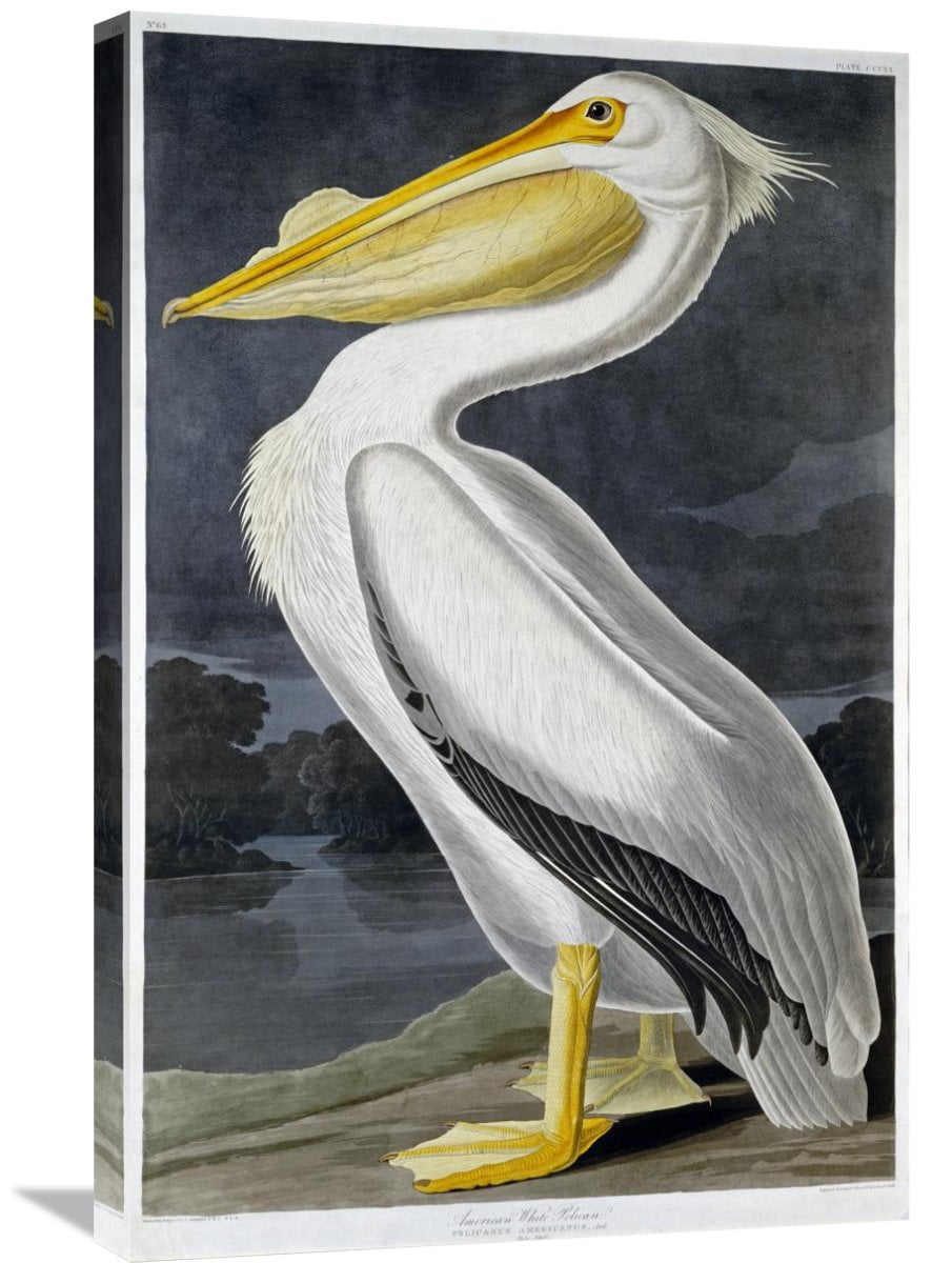 Global Gallery John James Audubon,'American White Pelican' Stretched Canvas Artwork