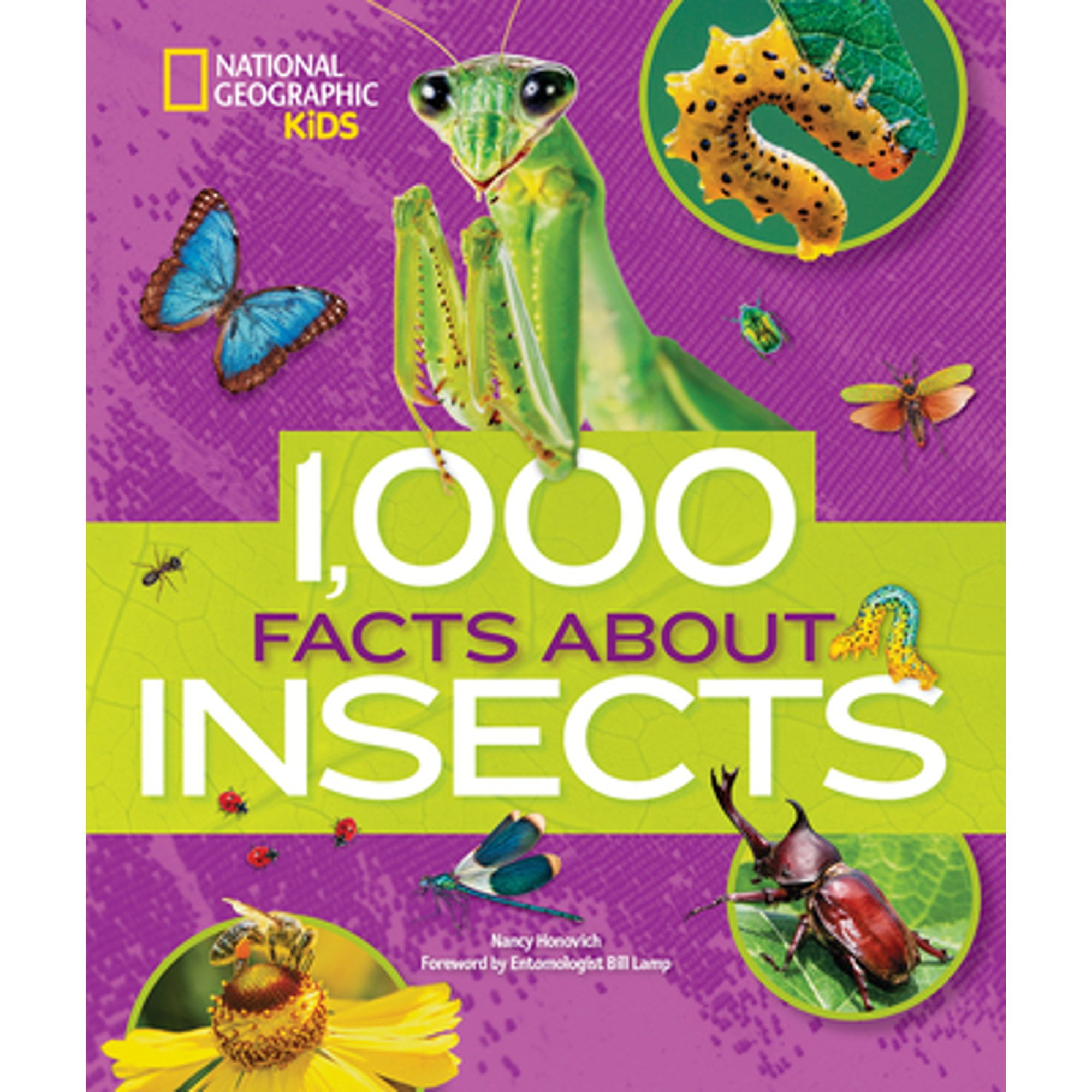 1,000 Facts about Insects - by  Nancy Honovich (Hardcover)