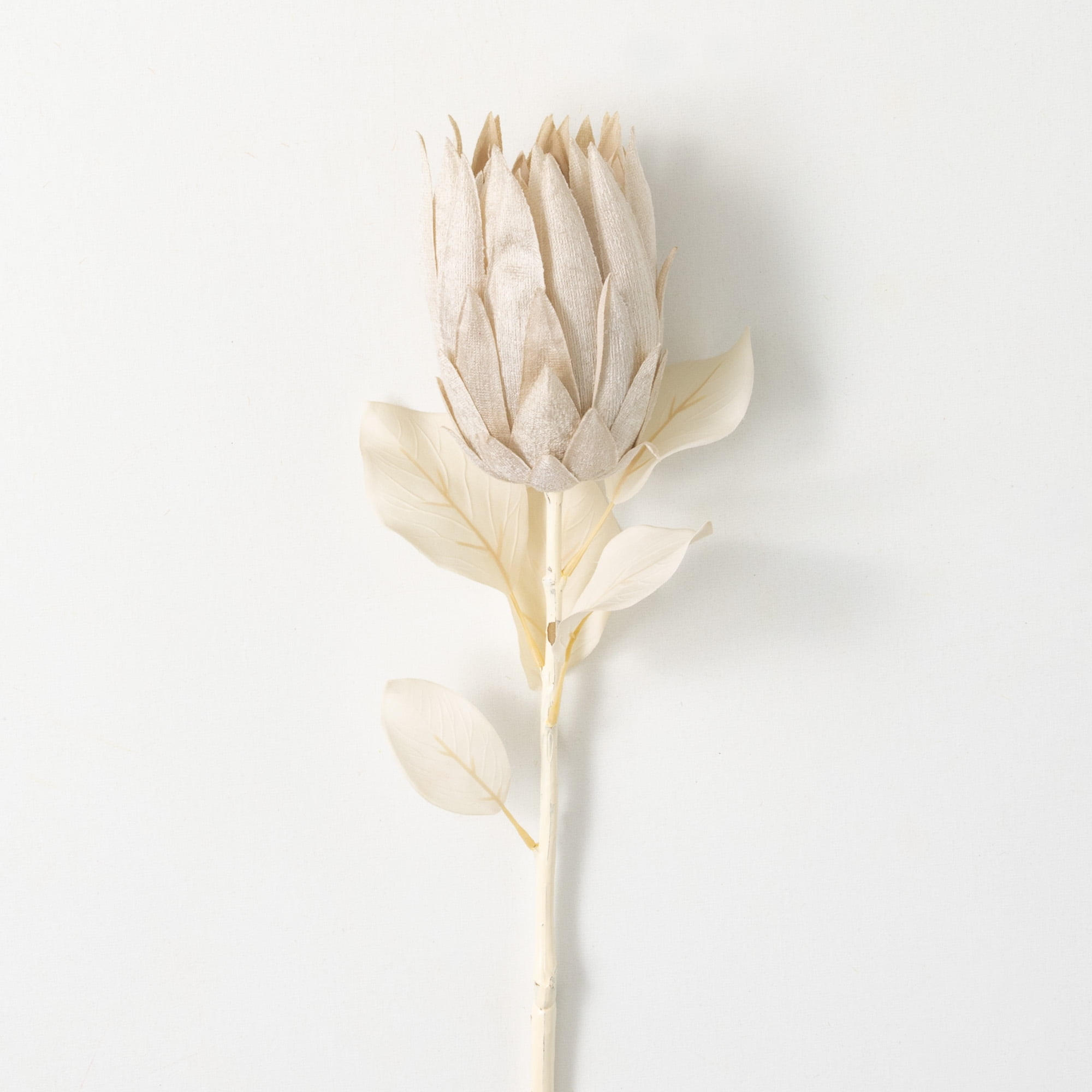 29"H Sullivans Natural Pale Cream Protea, Cream