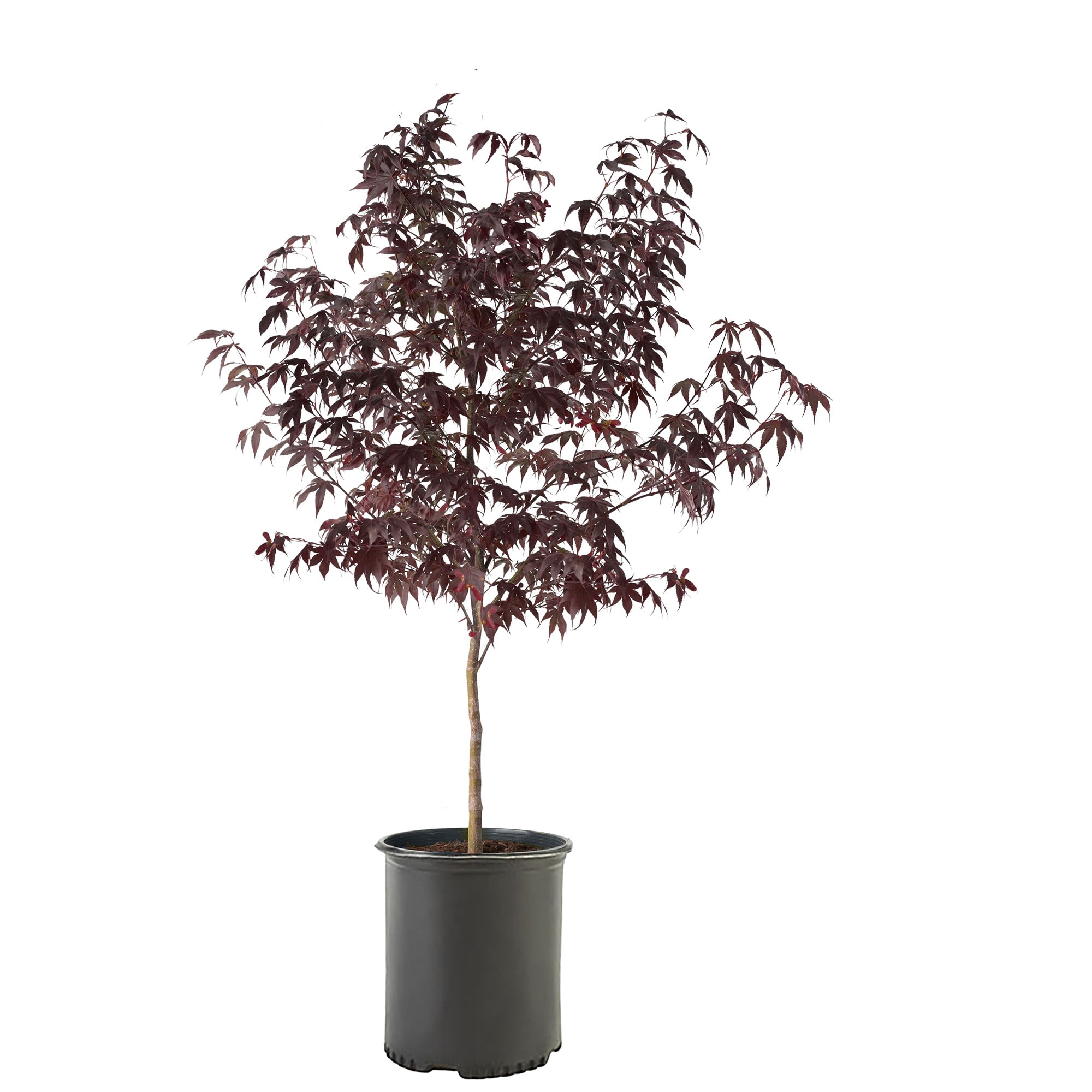 Expert Gardener 3 Gallon Bloodgood Japanese Maple
