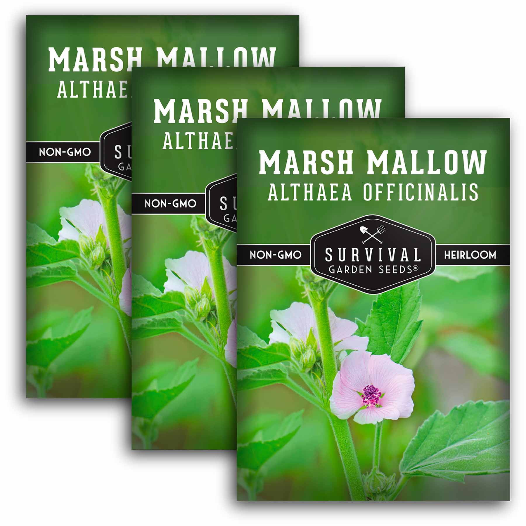 3 Packs Marsh Mallow Seed - Rare Medicinal Flowering Herbs - Non-GMO Heirloom Perennial Full Sun