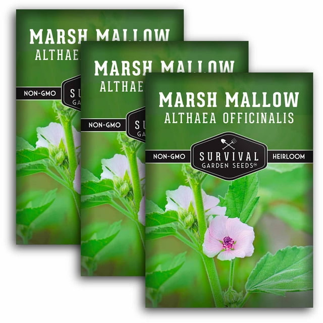 3 Packs Marsh Mallow Seed - Rare Medicinal Flowering Herbs - Non-GMO Heirloom Perennial Full Sun