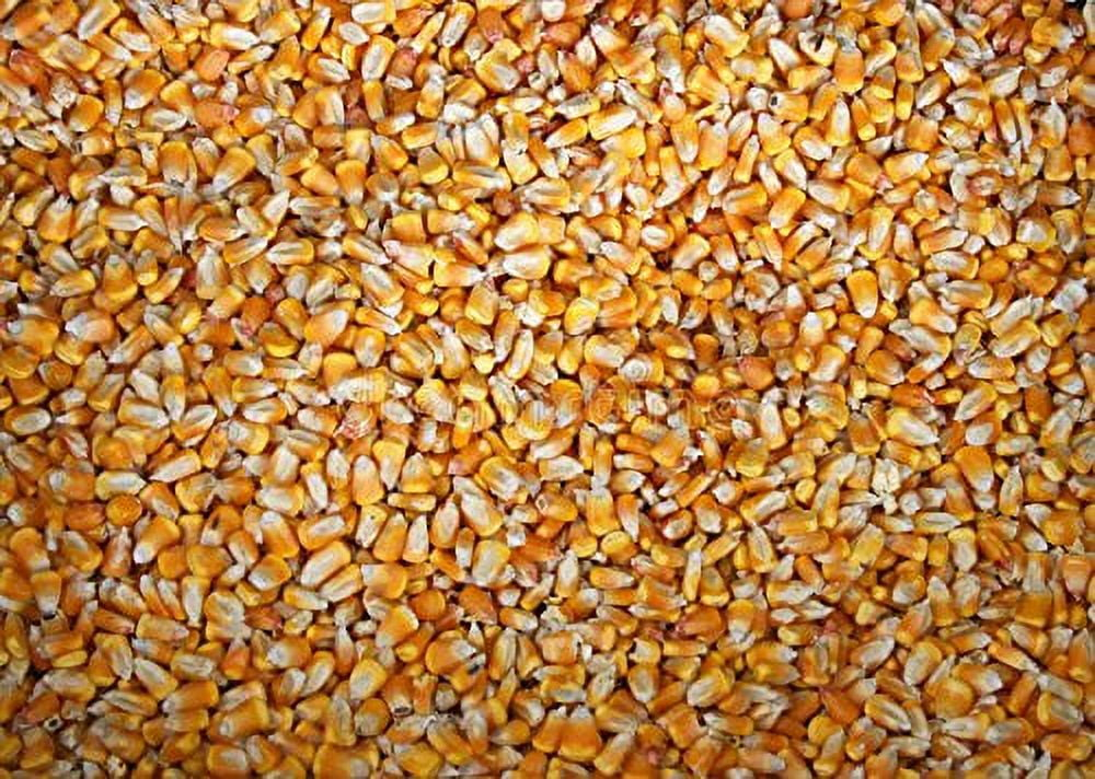 4 Pounds Whole Kernel Feed Corn - Made in USA - Make Corn Meal