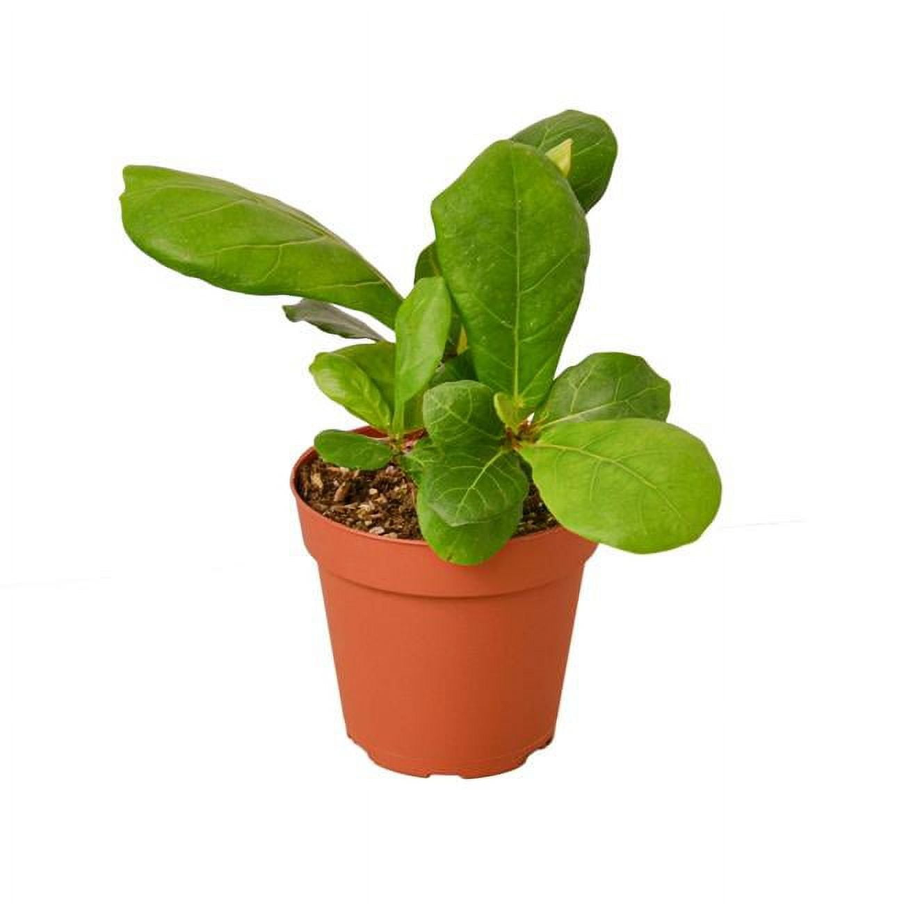 6-FICUS-LYRATA Ficus Lyrata Fiddle Leaf Fig Plant in 6 in. Pot
