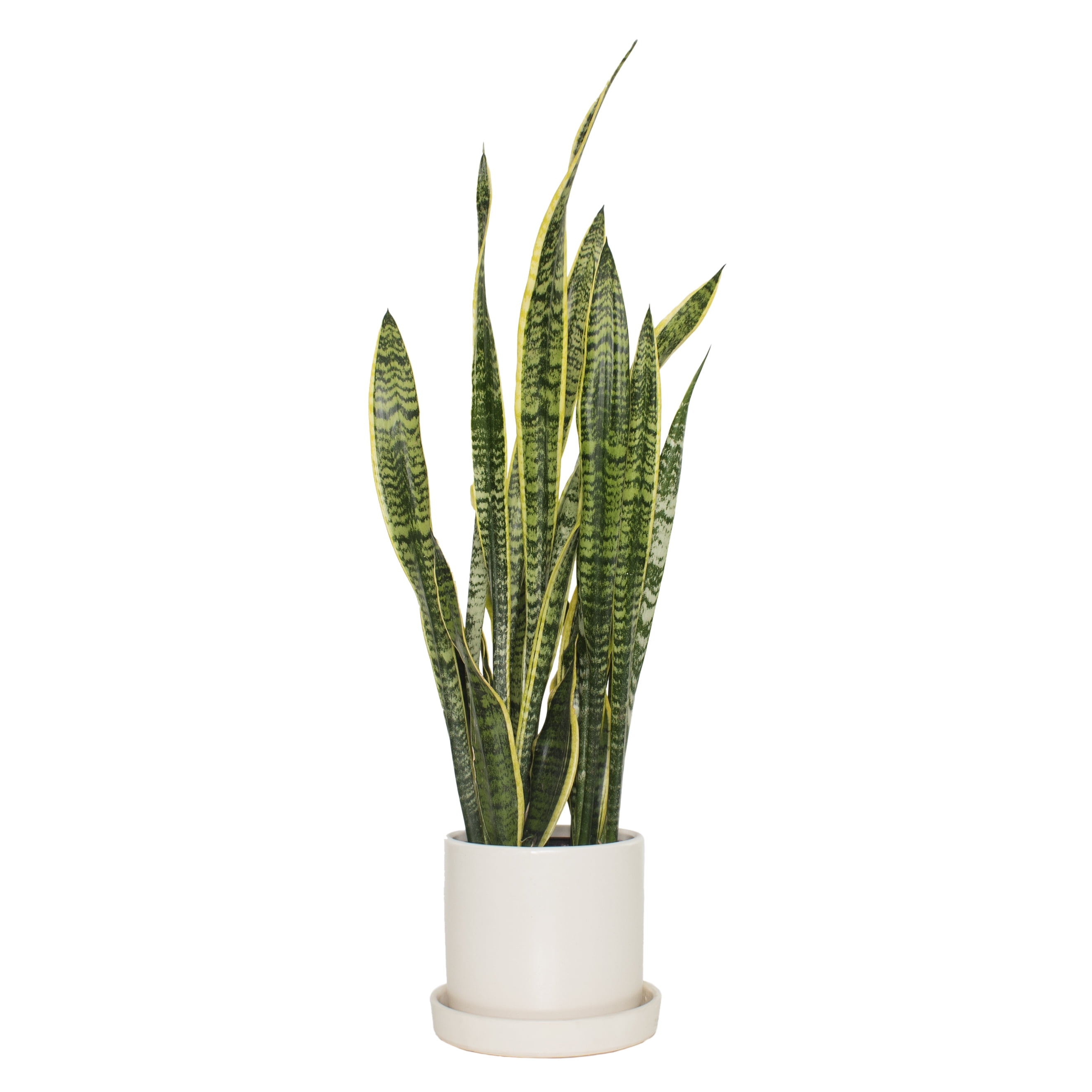 7 in. Semi Matte Cream Hyde Container with 6 in. Sanseveria Laurentii  Live Houseplant Indirect Sun