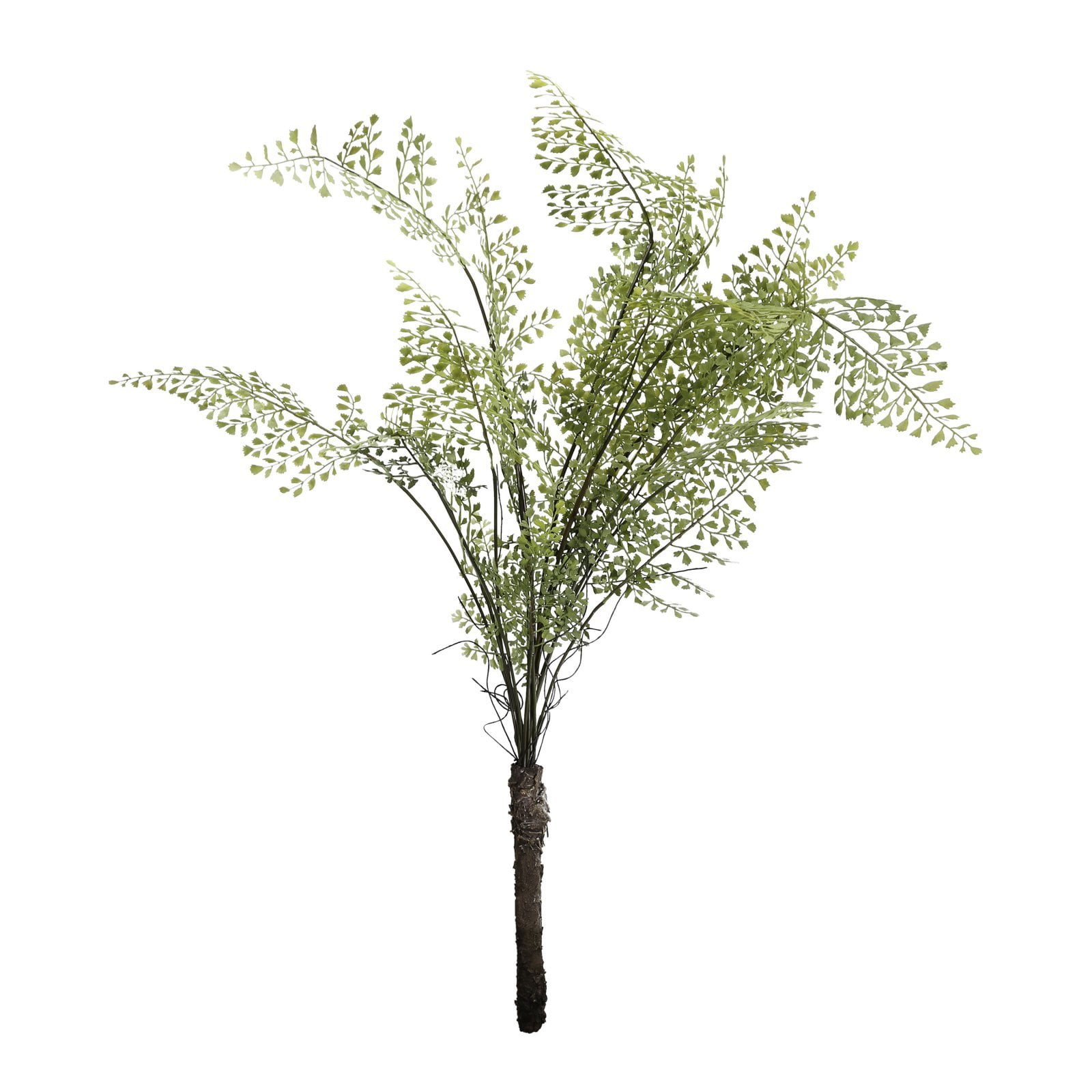 A & B Home Fern Bush