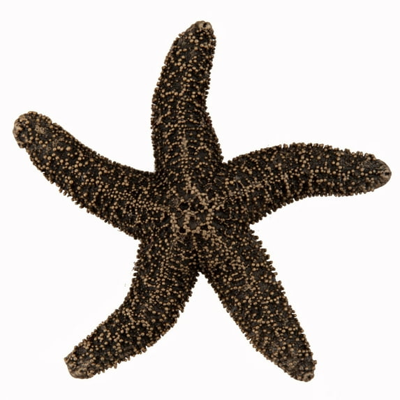 Acorn Natural Starfish Cabinet Knob