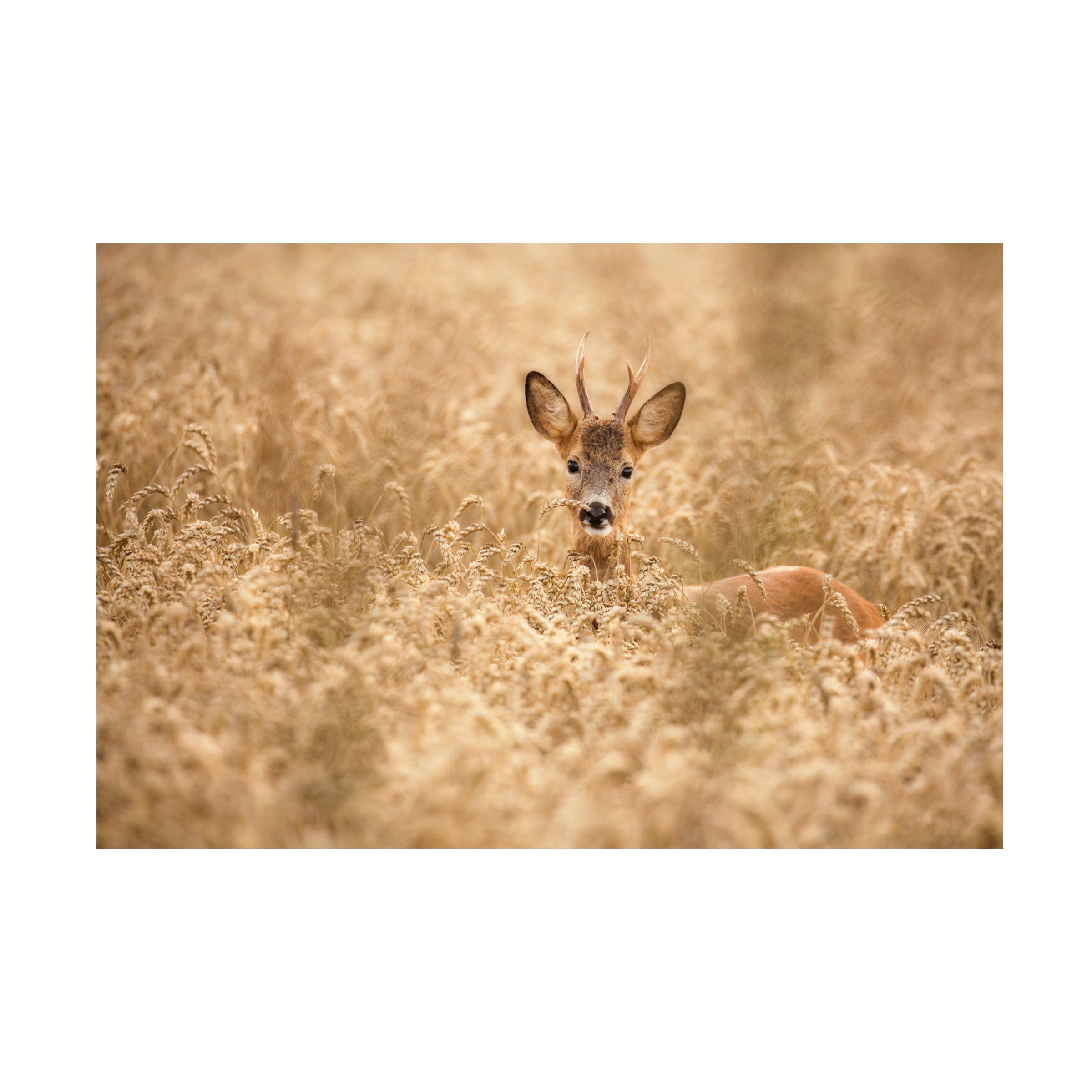 Allan Wallberg 'Deer In The Field' Canvas Art