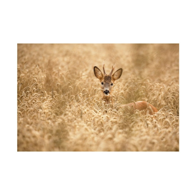 Allan Wallberg 'Deer In The Field' Canvas Art