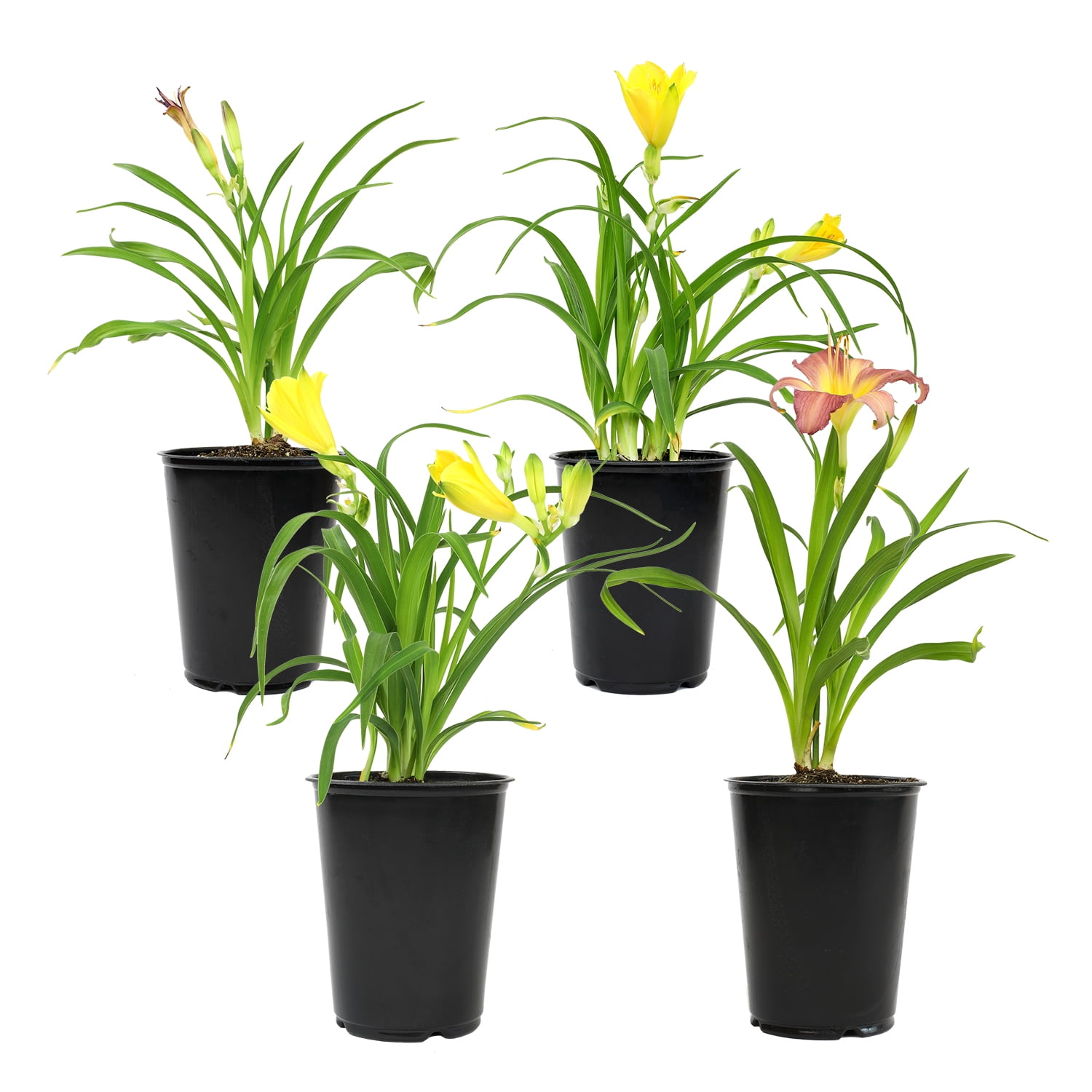 Altman Plants 1QT Assorted Daylily Live Plants (4 Pack) with Grower Pots