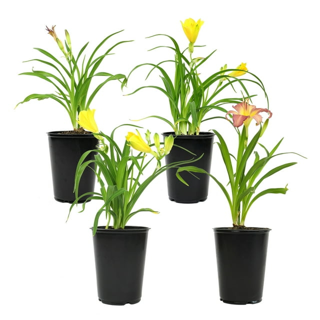 Altman Plants 1QT Assorted Daylily Live Plants (4 Pack) with Grower Pots