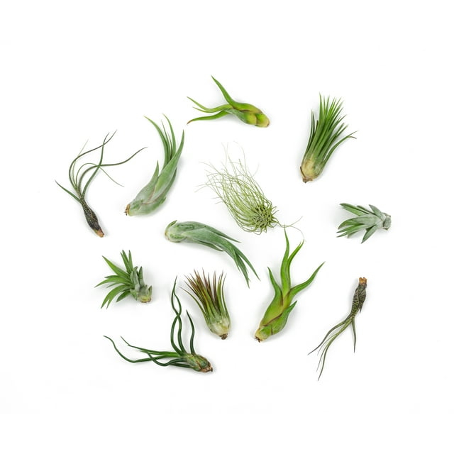 Altman Plants 4" Tillandsia Live Air Plants (12 Pack)