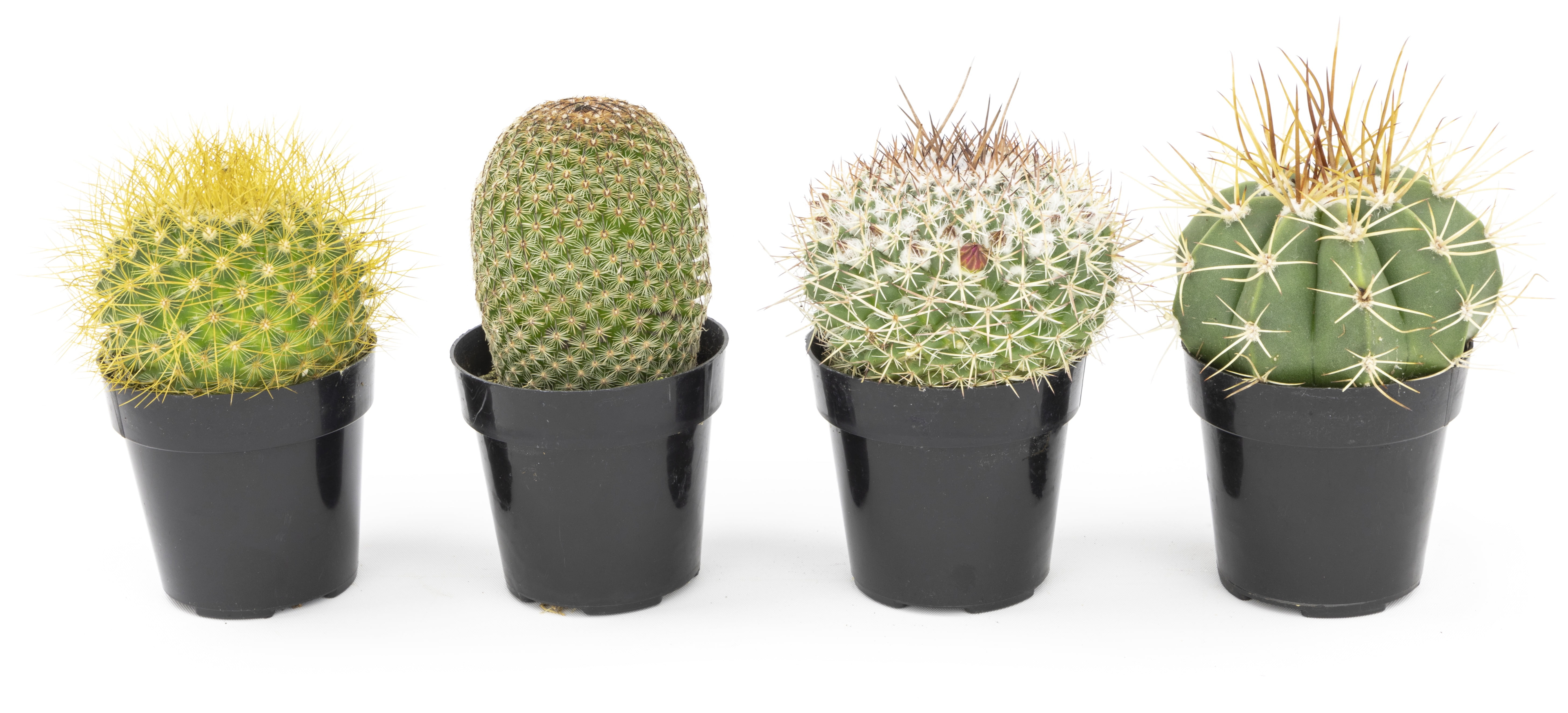 Altman Plants Live Cactus Plants 4-Pack - Succulent Plant - Full Sun - Live Plants - 2.5-Inch Pots