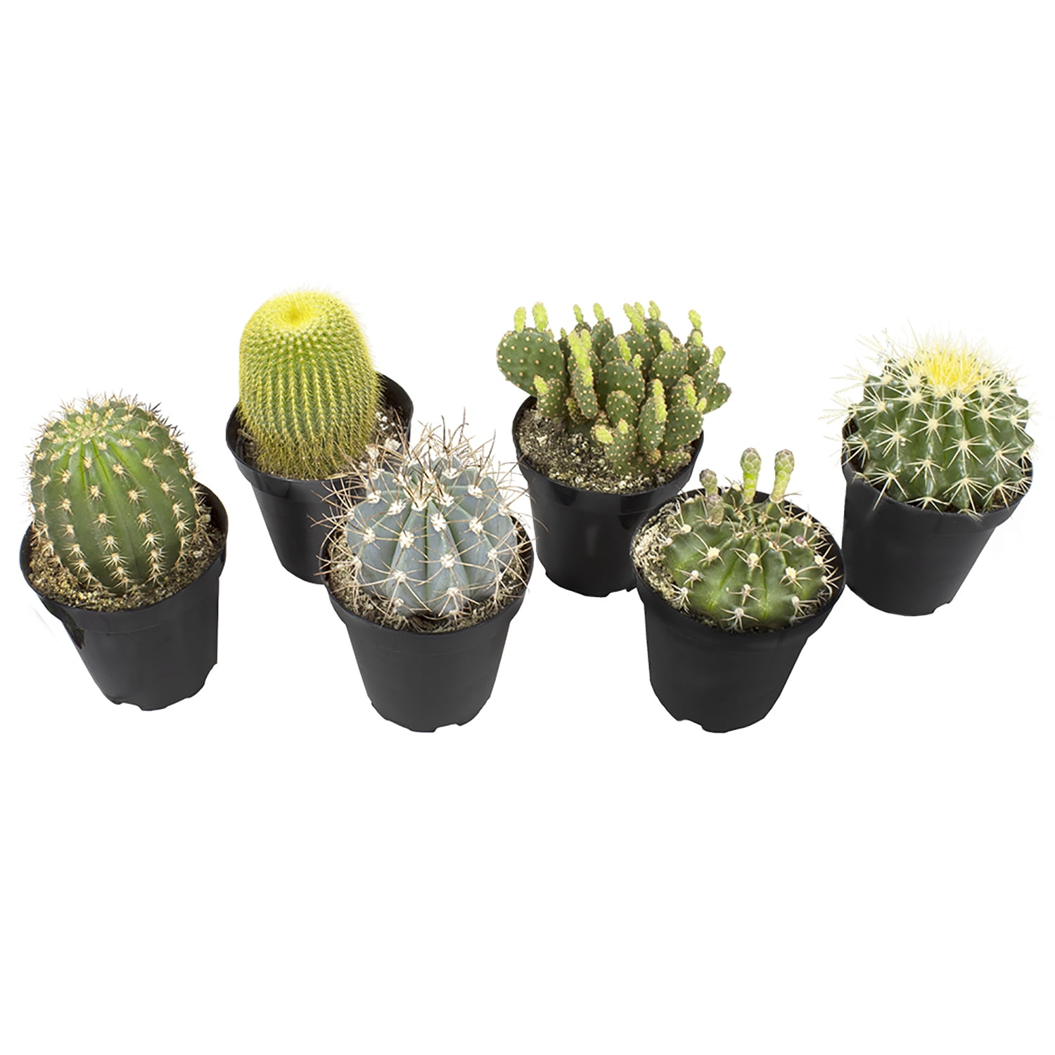 Altman Plants Large Cactus Plants 6-Pack; 3.5 Inch Grower Pots, Full Sun; Easy Plant Care
