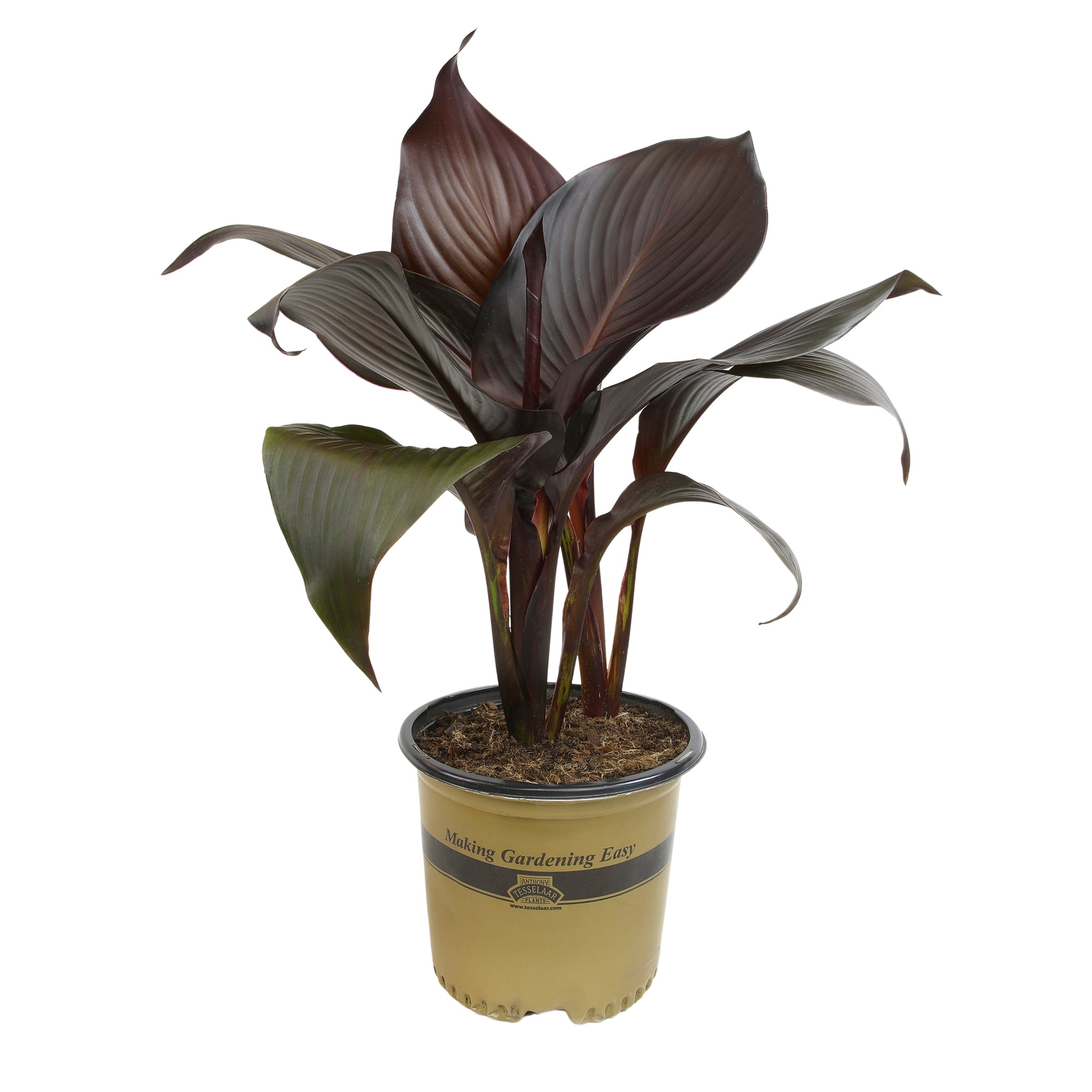 Altman Plants Black Tropicanna Canna Lily | Flowering Perennial Plant | 4qt. Grow Pot; Full Sun