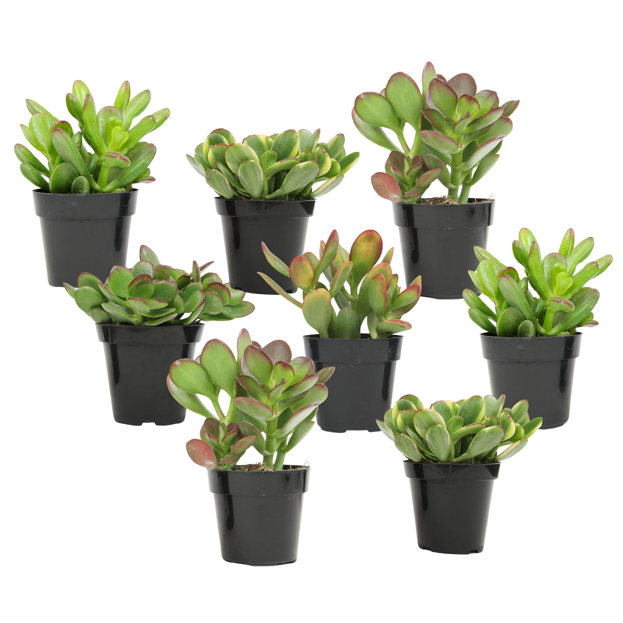 Altman Plants Classic Jade Succulents (8-pack), Easy House Plants in 2.5 in. Grower Pots