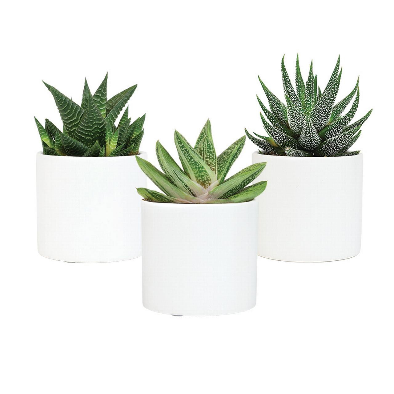 Altman Specialty Plants Live Succulent Plant in Ceramic Decorative Vase