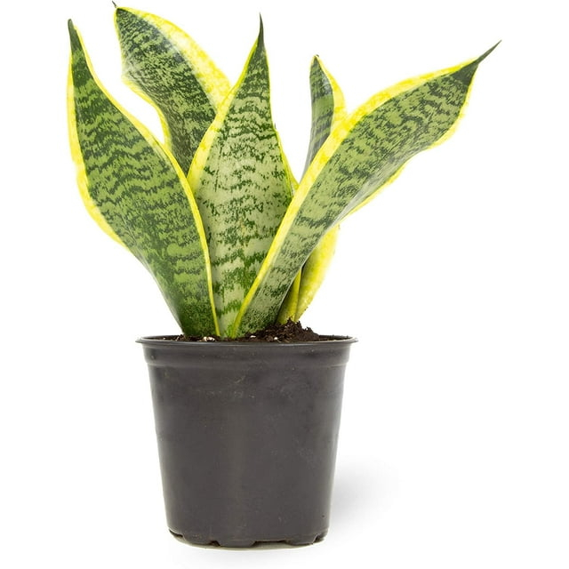 Altman Plants, Live Snake Plant, Sansevieria trifasciata Superba, Fully Rooted Indoor House Plant in Pot, Mother in Law Tongue Sansevieria Plant, Potted Succulent Plant, Houseplant in Potting Soil