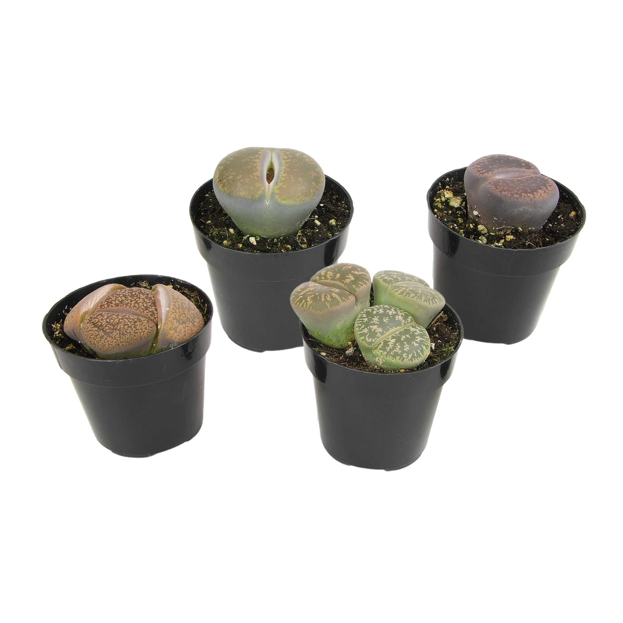 Altman Plants Living Stones Pet-safe Succulents 4-pack (Lithops) in 2.5 in. Grower Pots