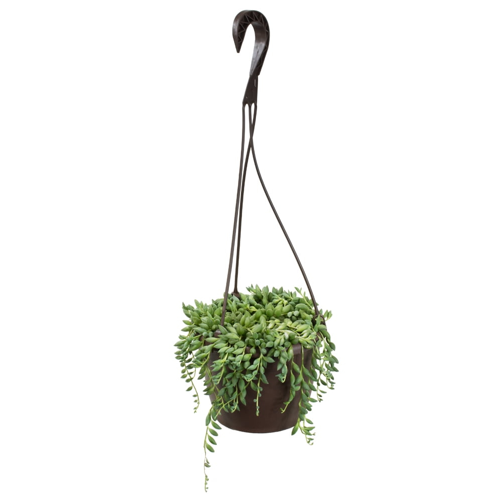 Altman Plants String of Raindrops Succulent (Senecio) 6" Easy Live Plant Hanging Basket