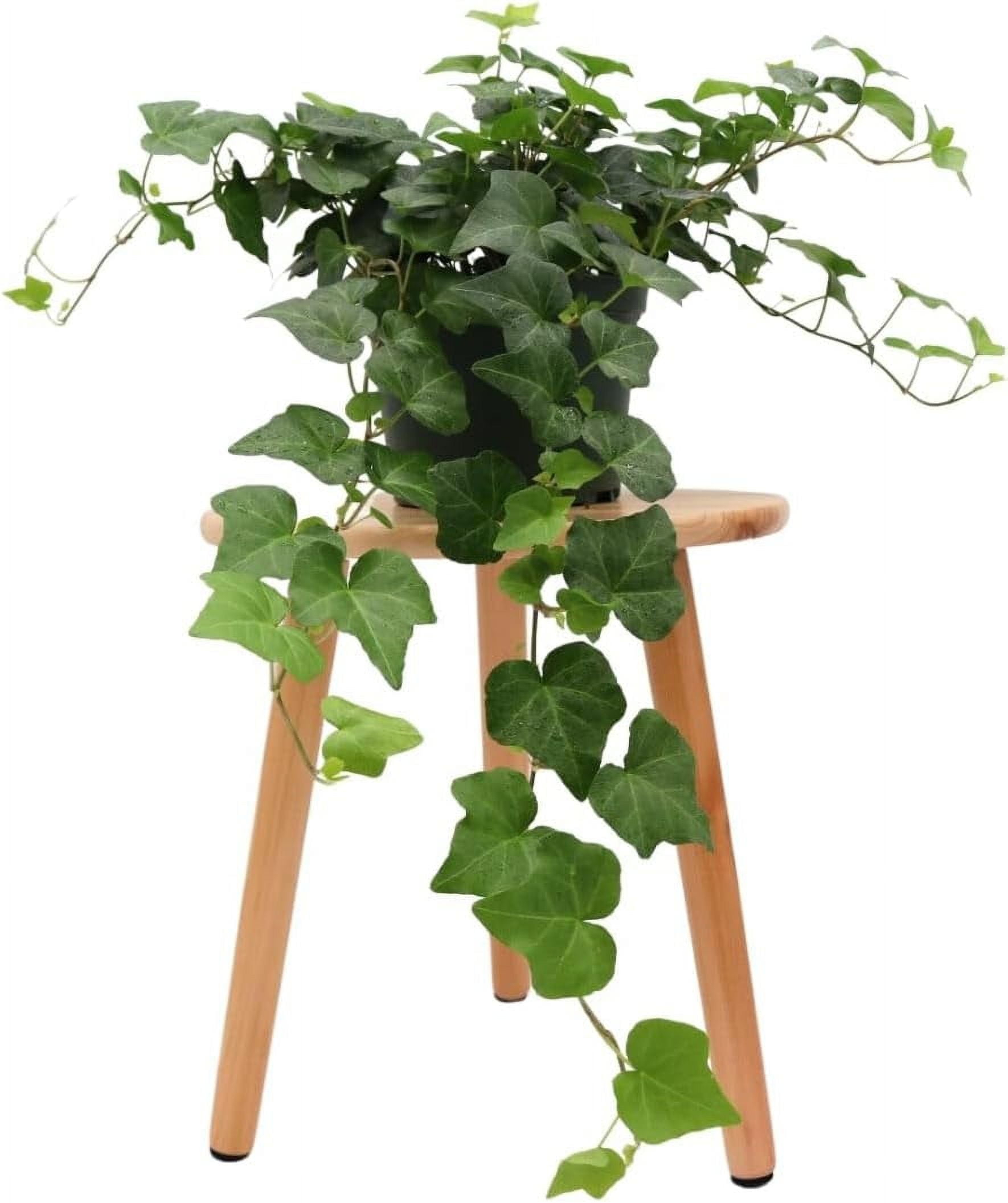 American Plant Exchange English Ivy Green, Live Plant, Medium Leaf, 6-Inch Pot, Vining Houseplant
