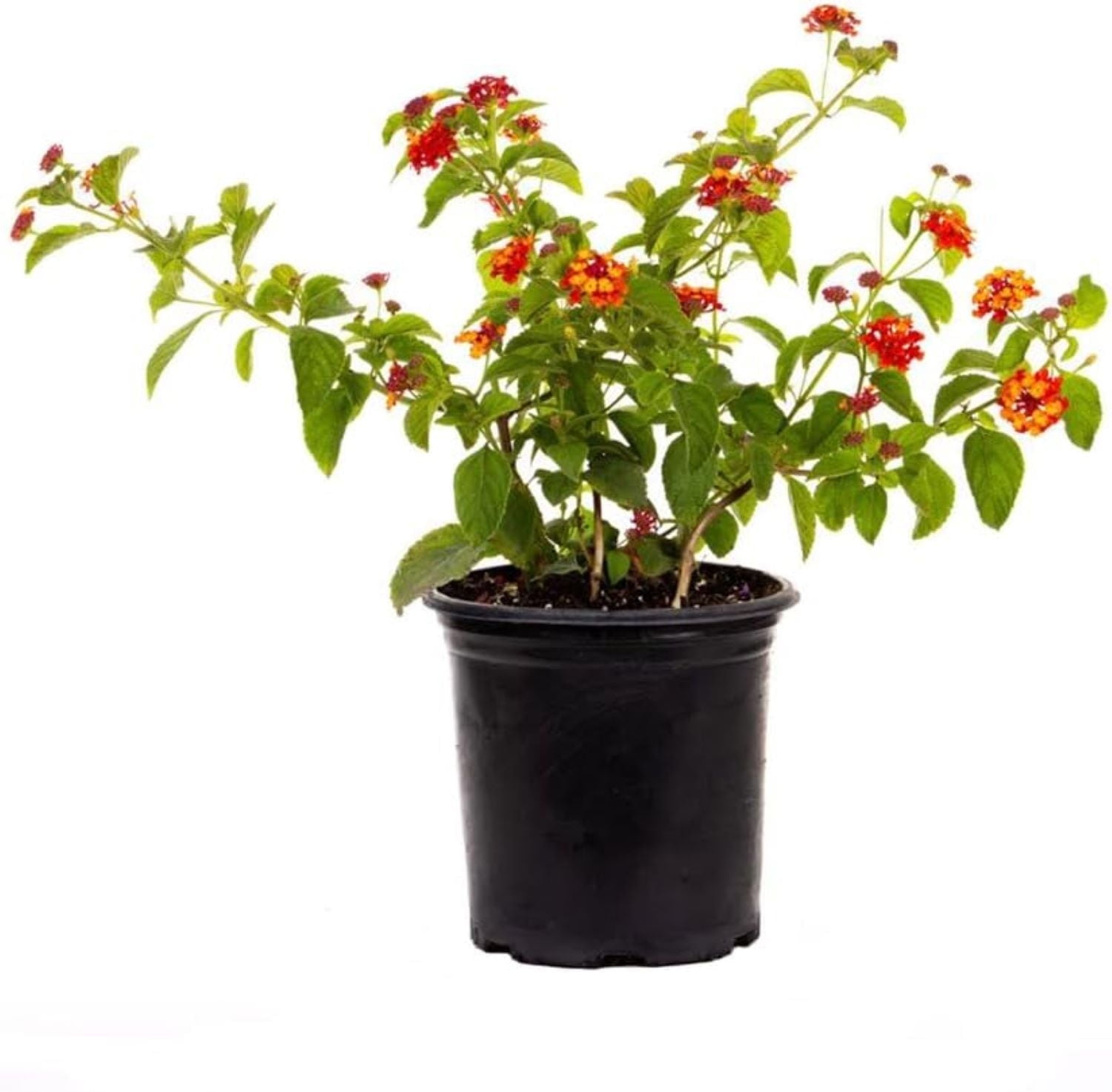 American Plant Exchange Lantana Dallas Red, 6-Inch Pot, Red & Orange Flowers, Attracts Butterflies