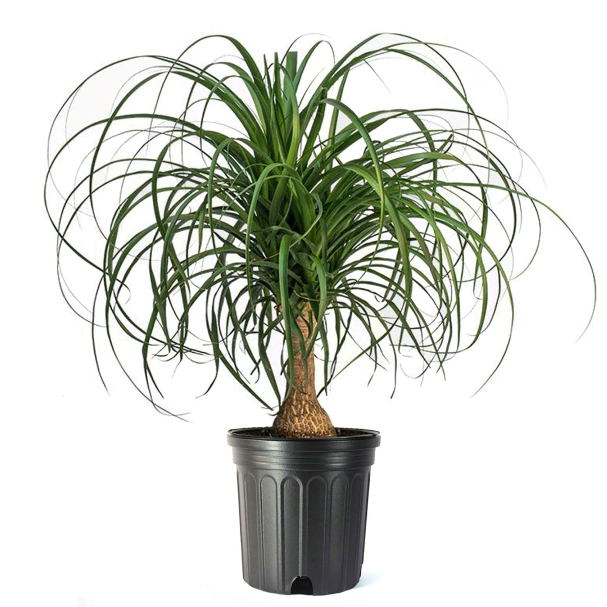American Plant Exchange Ponytail Palm Tree, Extra Large Floor Plant, 10-Inch Pot, 3ft Tall, One-of-a-Kind Houseplant