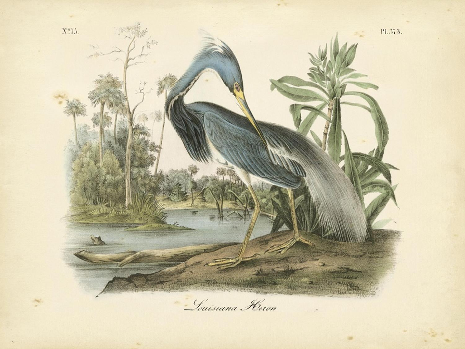 Art.com Louisiana Heron Art Print by John James Audubon, 24" x 18"