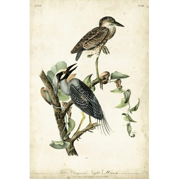 Art.com Night Heron Art Print by John James Audubon, 16" x 24"