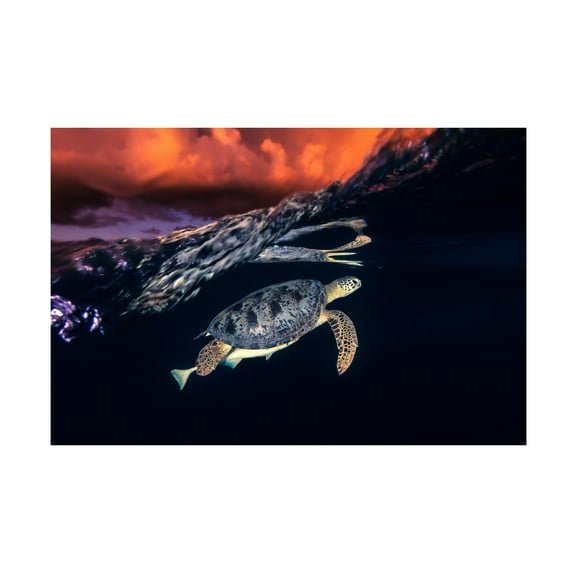 Barathieu Gabriel 'Green Turtle And Sunset Sea Turtle' Canvas Art