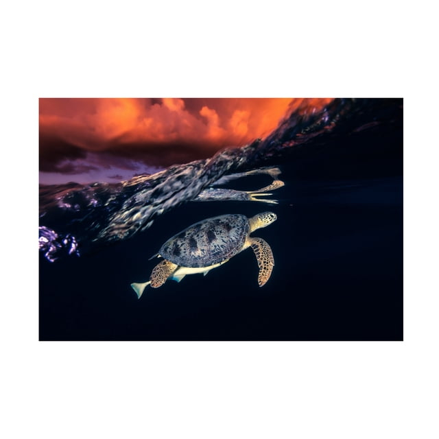 Barathieu Gabriel 'Green Turtle And Sunset Sea Turtle' Canvas Art
