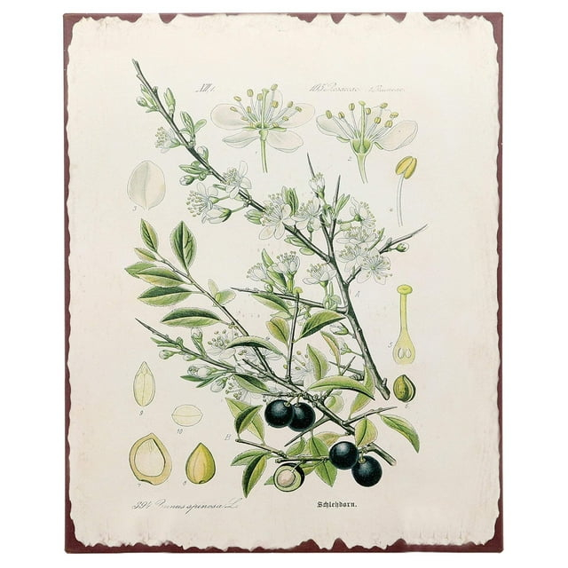 Barnyard Designs Botanical Blackthorn Tree Print Wall Art Metal Tin Sign Primitive Country Farmhouse Home Decor, 10" x 13"