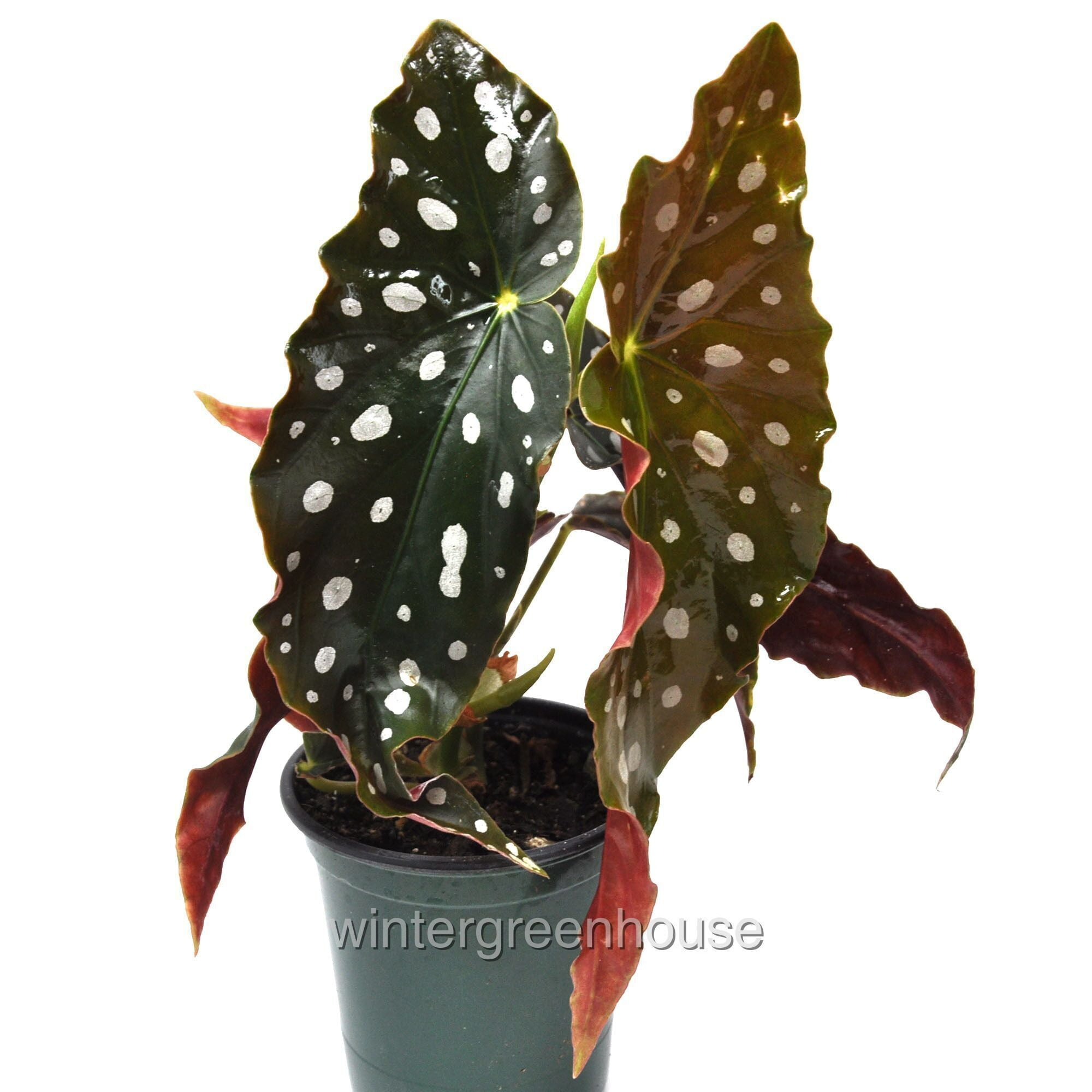 Begonia Maculata, Polka Dot Begonia - Pot Size: 3.5" - Colorful Foliage, Plants