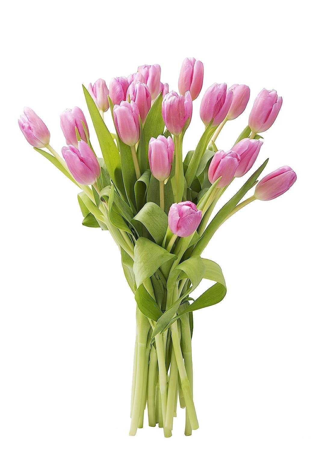 KaBloom : 20 Pink Tulip, Next-Day Delivery, Gift for Every Occasion